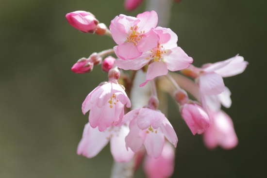 1785-12.4.1東南紅枝垂れ桜　開花から２日アップ.jpg
